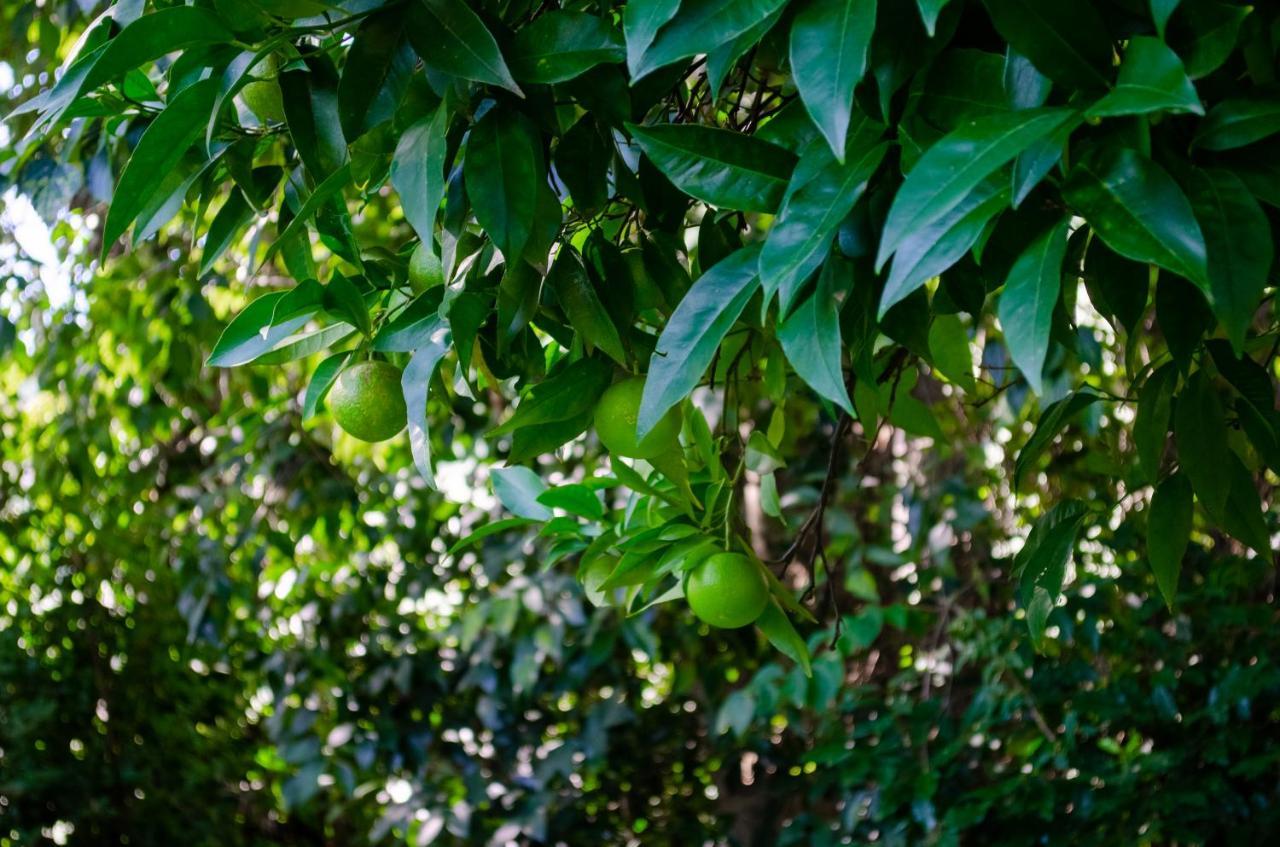 El Huerto De Candeleda Luaran gambar